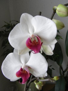 bila-orchidej.jpg