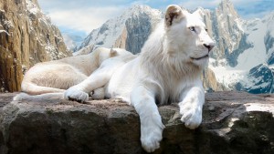 white-lions.jpg