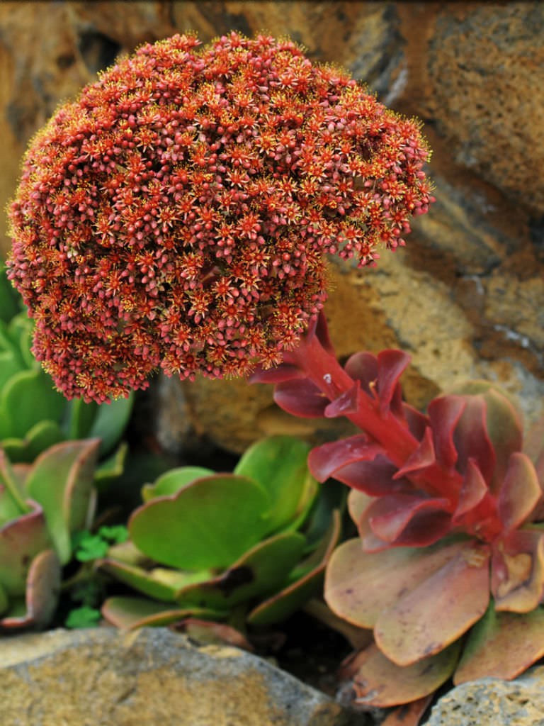 aeonium-nobile-noble-aeonium3.jpg